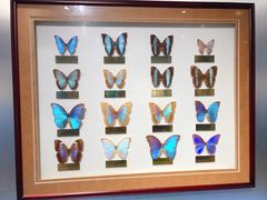 -上海昆虫博物馆