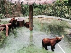 -深圳野生动物园