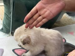 -纳吉亚猫专科动物医院·北北分院