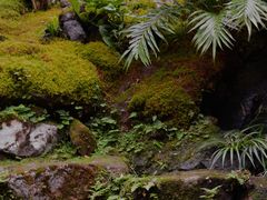-深圳仙湖植物园