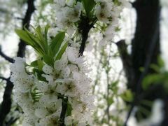 -南汇桃花村