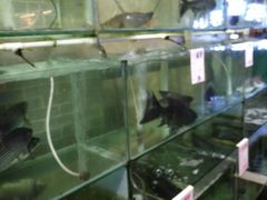 -祈胜邨•顺德鱼生•顺德菜(容桂店)