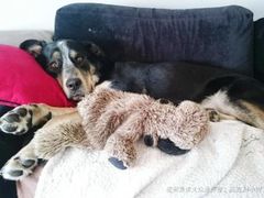 -艾吉宠物医院·疑难杂症转诊中心·猫友好(碧江路院)
