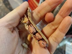 云南彩色花生-方林富炒货店(西溪路78号本人店)