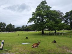 -奈良公园