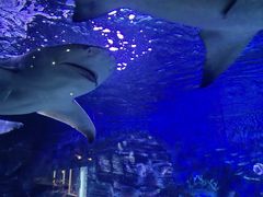 -烟台海昌鲸鲨海洋公园