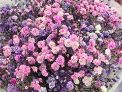 -双季花艺园艺市场(浦东店)