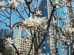 -陆家嘴中心绿地