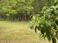 -蜀冈西峰生态公园