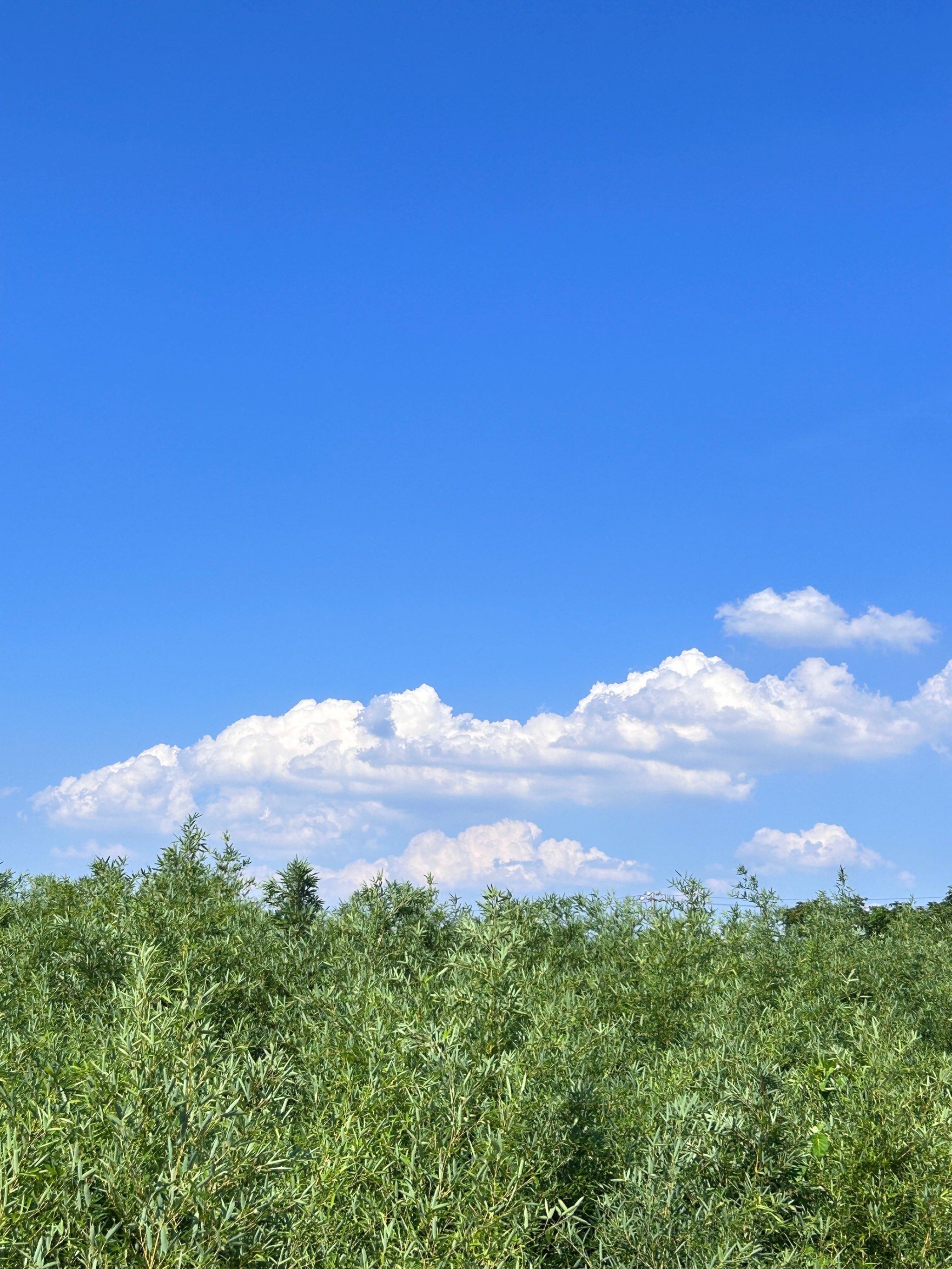 村上的云咋这么好看呢