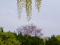 -嘉定紫藤园