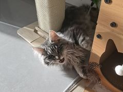 -pd派德宠物中心医院24H急重症·眼科中心·血液透析中心(嵩山北路店)