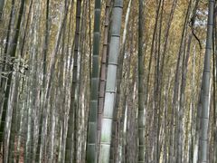 -上海佘山国家森林公园天马山园