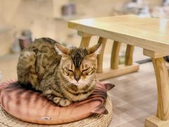 -飞行喵MR PILOT|猫舍·猫咖(静安大融城店)