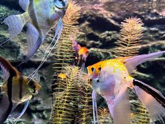 -上海海洋水族馆