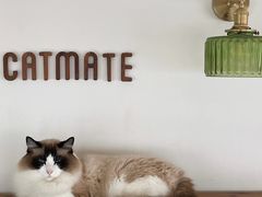 奇哥-Catmate·猫肥家润(金润铂宫店)