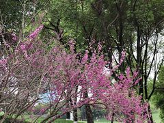 -重庆中央公园(渝北区)