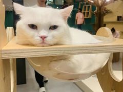 -飞行喵MR PILOT|猫舍·猫咖(静安大融城店)