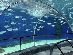 -上海海洋水族馆