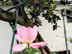 -东山雕花楼