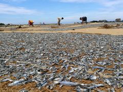 -尼甘布海鲜市场