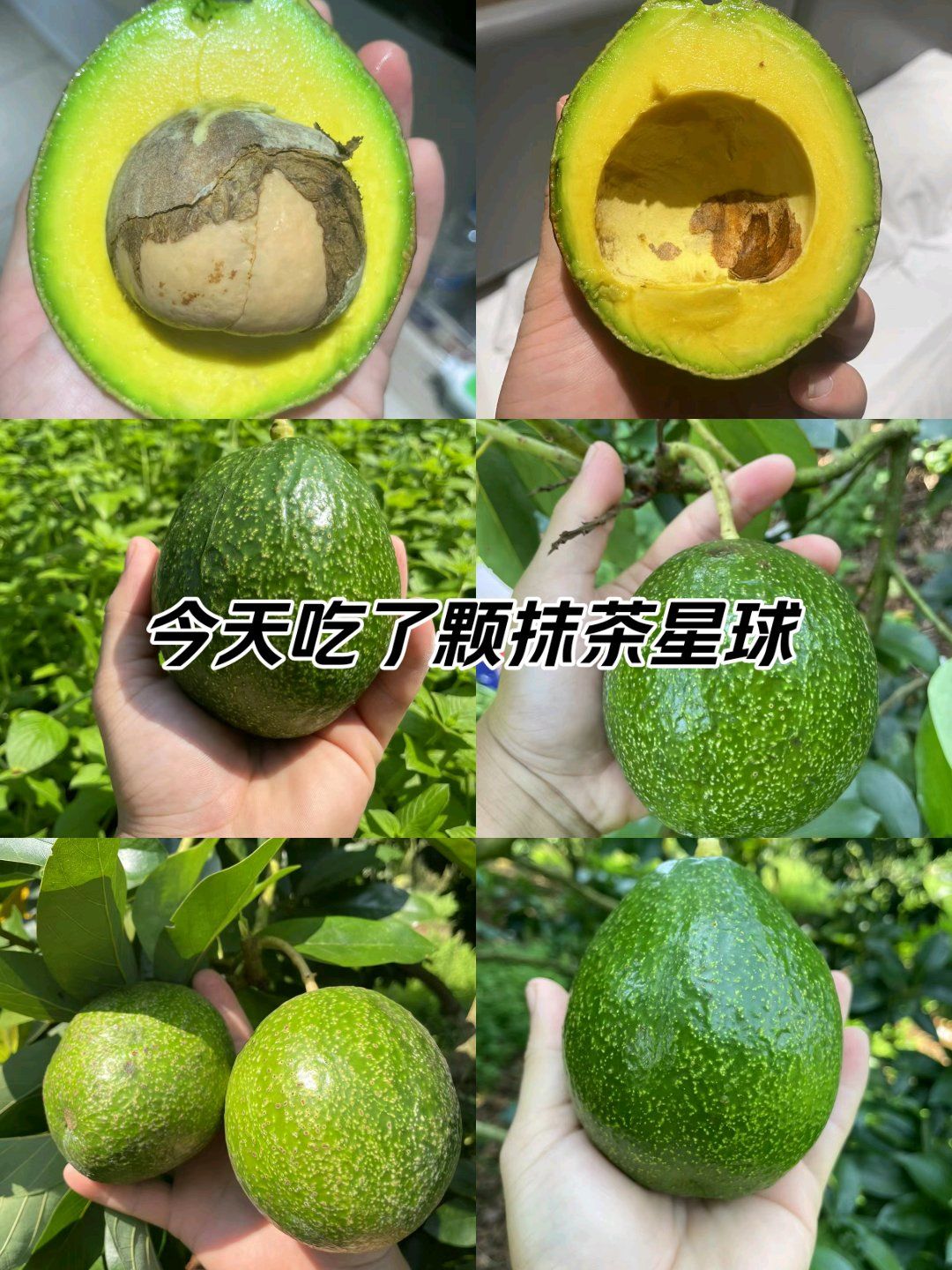 海南文昌牛油果,有需要请联系我,只能同城配送