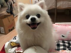 -多卡布奇宠物生活馆(上林世家店)