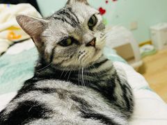 -平行世界·猫咖(首经贸店)