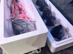 -大起水产回转寿司(道顿堀店)