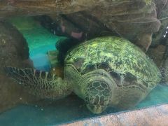 -广东惠东海龟国家级自然保护区