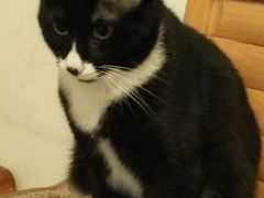 -荣耀金沙动物医院(清江西路店)