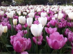 iphone_upload_pic-上海鲜花港