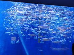 -成都浩海立方海洋公园