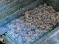 -蓝湾碧波·老字号·疍家非遗海上餐厅