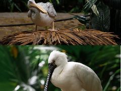 -广州长隆野生动物世界