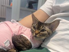 -纳吉亚猫专科动物医院·北北分院