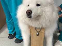 -西安京西宠物医院·瘫痪·疑难杂症