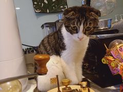 -平行世界·猫咖(首经贸店)
