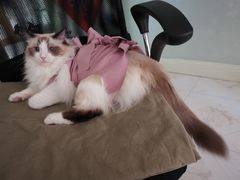 -瑞派天宁宠物医院·猫科·异宠中心