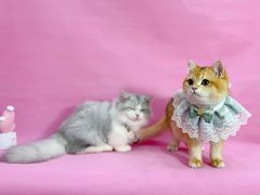 -1013 PET SHOP精品宠物商店(丁香店)