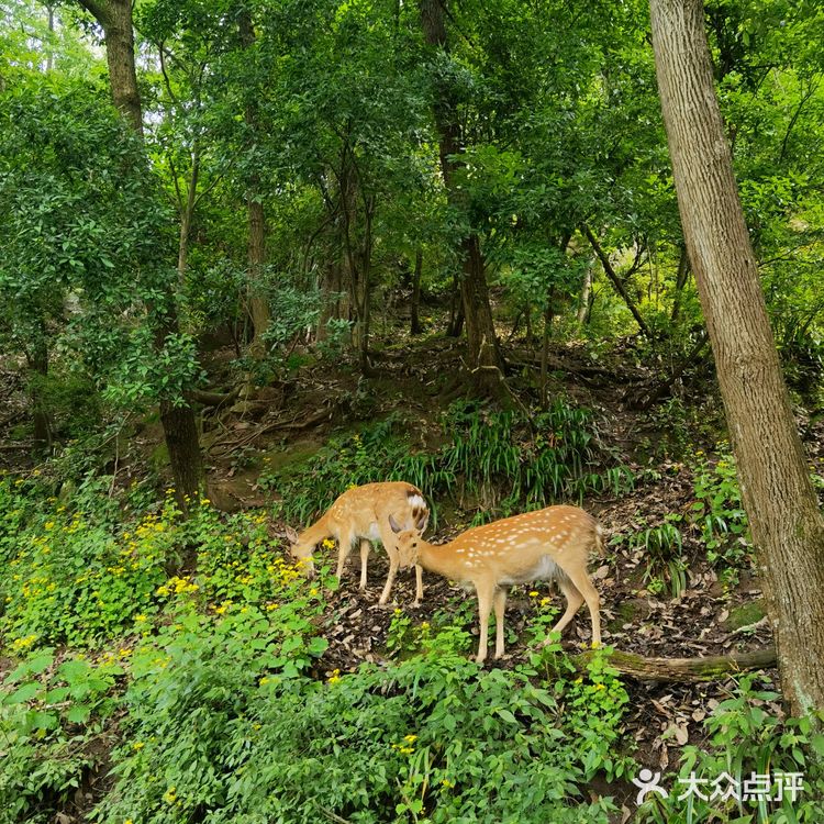 野猴出没，小心！🔥———长寿太极岛