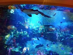 -迪拜帆船酒店海底餐厅