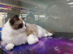 -乐宠宠物店(世纪金源店)