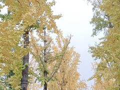 -两江幸福广场