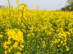 -国际非物质文化遗产博览园