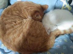 -芭比堂动物医院·犬猫全科·异宠专科(雁塔分院)