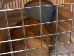 -瑞派康怡24h宠物医院·犬猫医疗中心·微创绝育(瑞景分院)