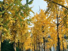 -高庙村(地铁站)