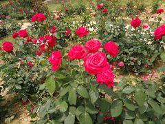 -武汉紫薇都市田园