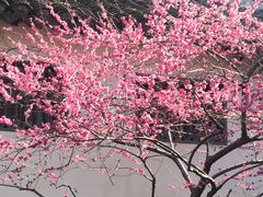 -秋霞圃